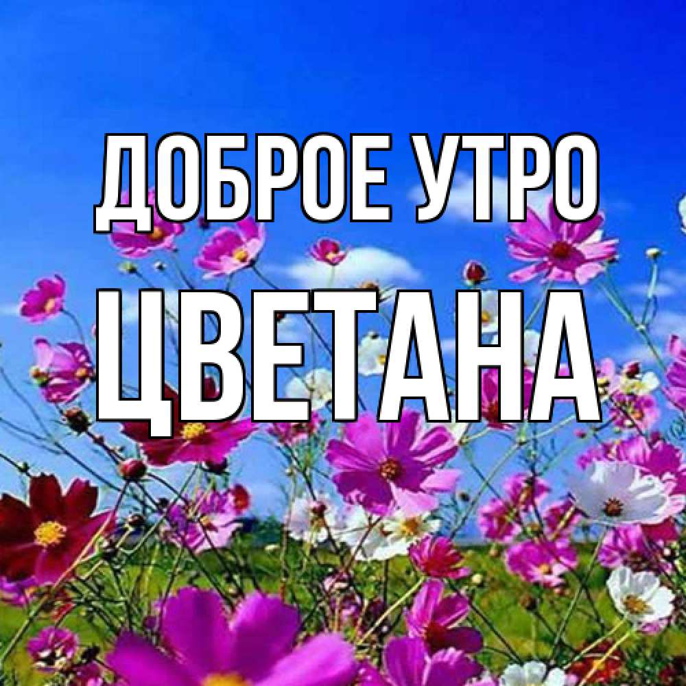 Открытка на каждый день с именем, Цветана Доброе утро сиреневые цветы Прикольная открытка с пожеланием онлайн скачать бесплатно 