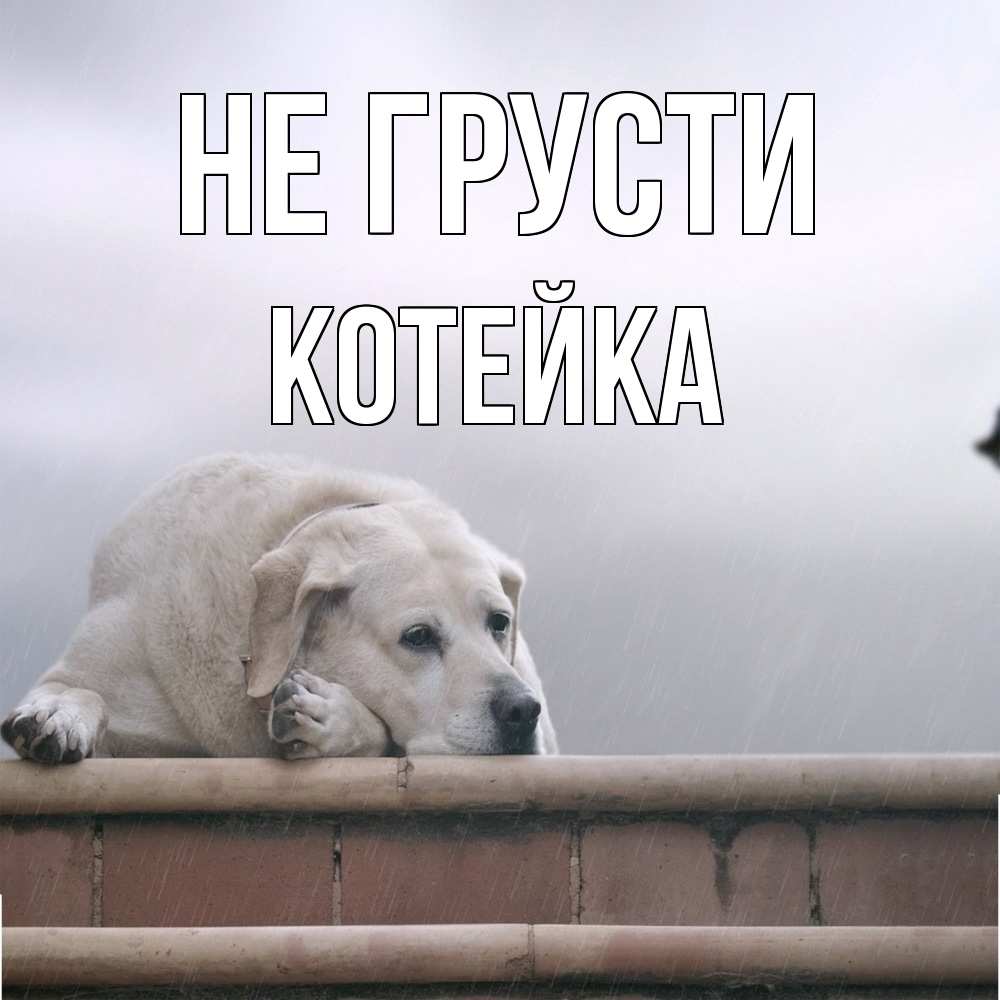 Открытка на каждый день с именем, Котейка Не грусти белый пес 1 Прикольная открытка с пожеланием онлайн скачать бесплатно 