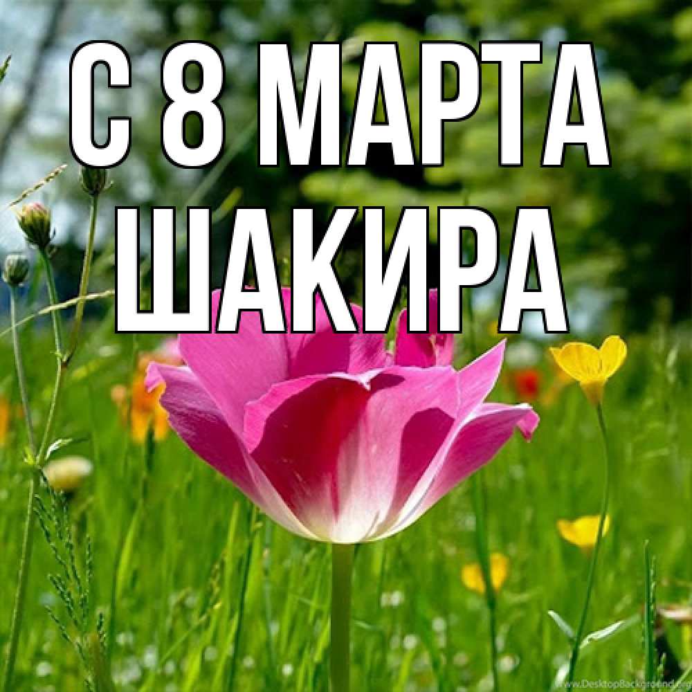 Открытка на каждый день с именем, Шакира C 8 МАРТА полевые цветы Прикольная открытка с пожеланием онлайн скачать бесплатно 