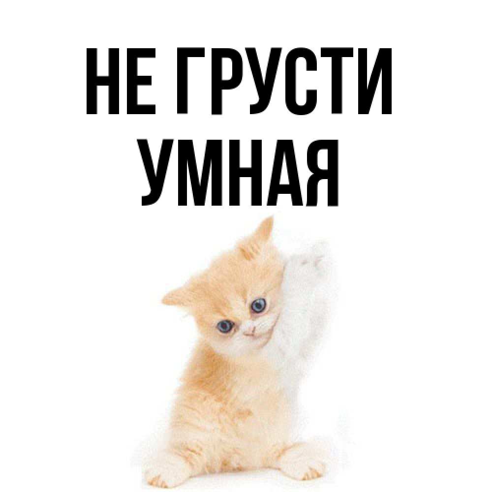 Открытка на каждый день с именем, Умная Не грусти просящий кот Прикольная открытка с пожеланием онлайн скачать бесплатно 