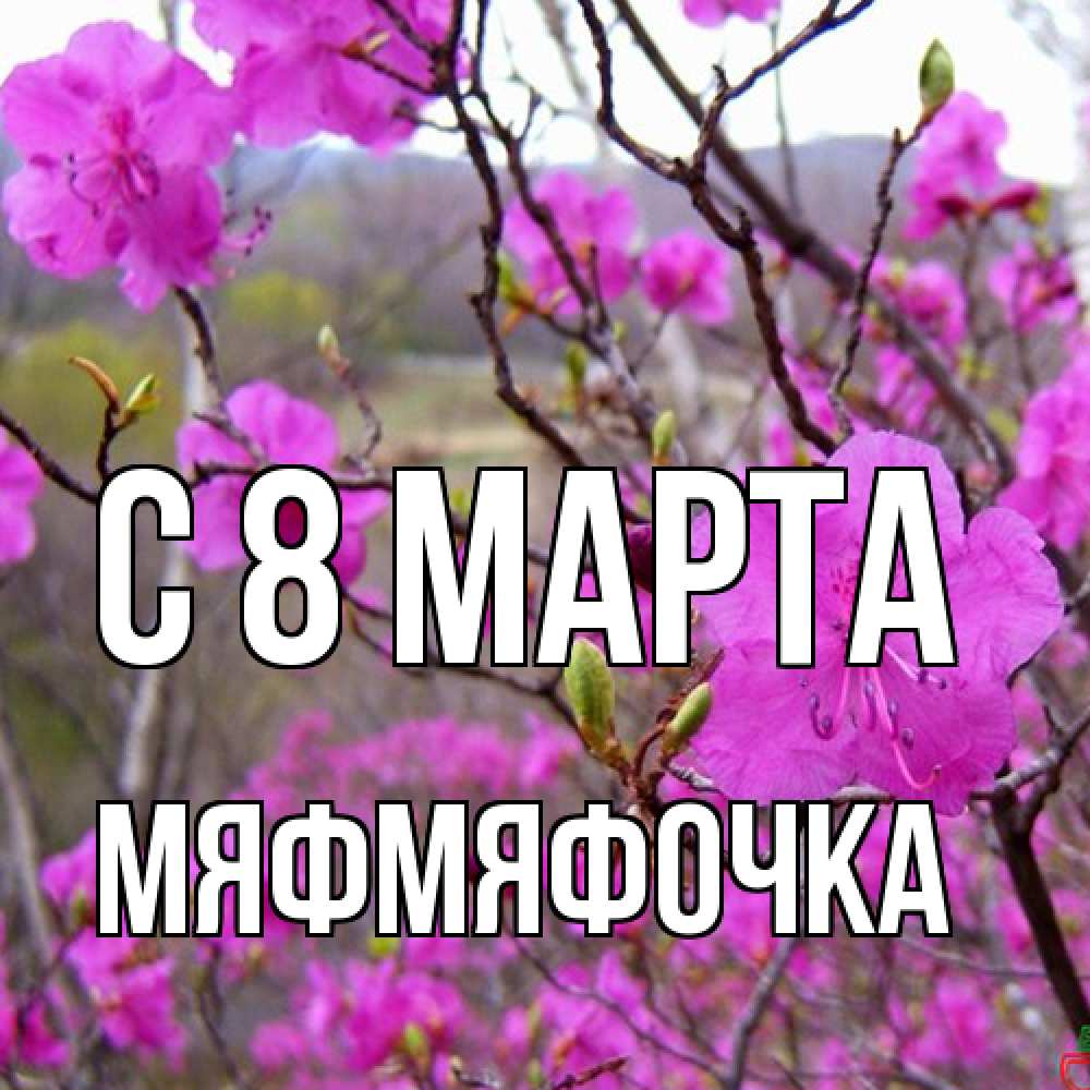 Открытка на каждый день с именем, мяфмяфочка C 8 МАРТА международный женский день Прикольная открытка с пожеланием онлайн скачать бесплатно 