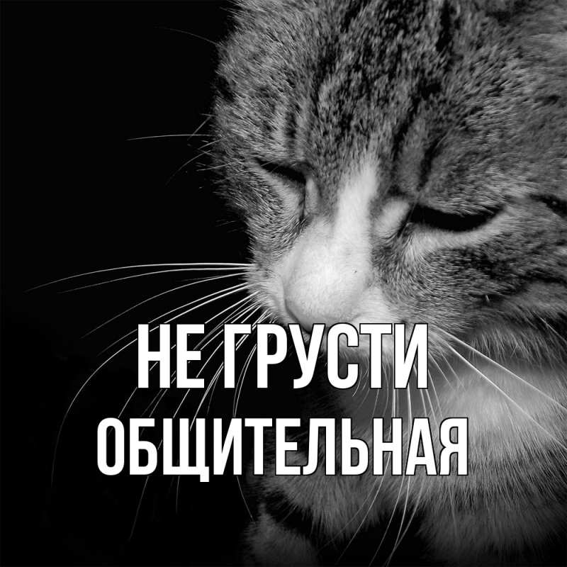 Картинка Не грусти, Общительная