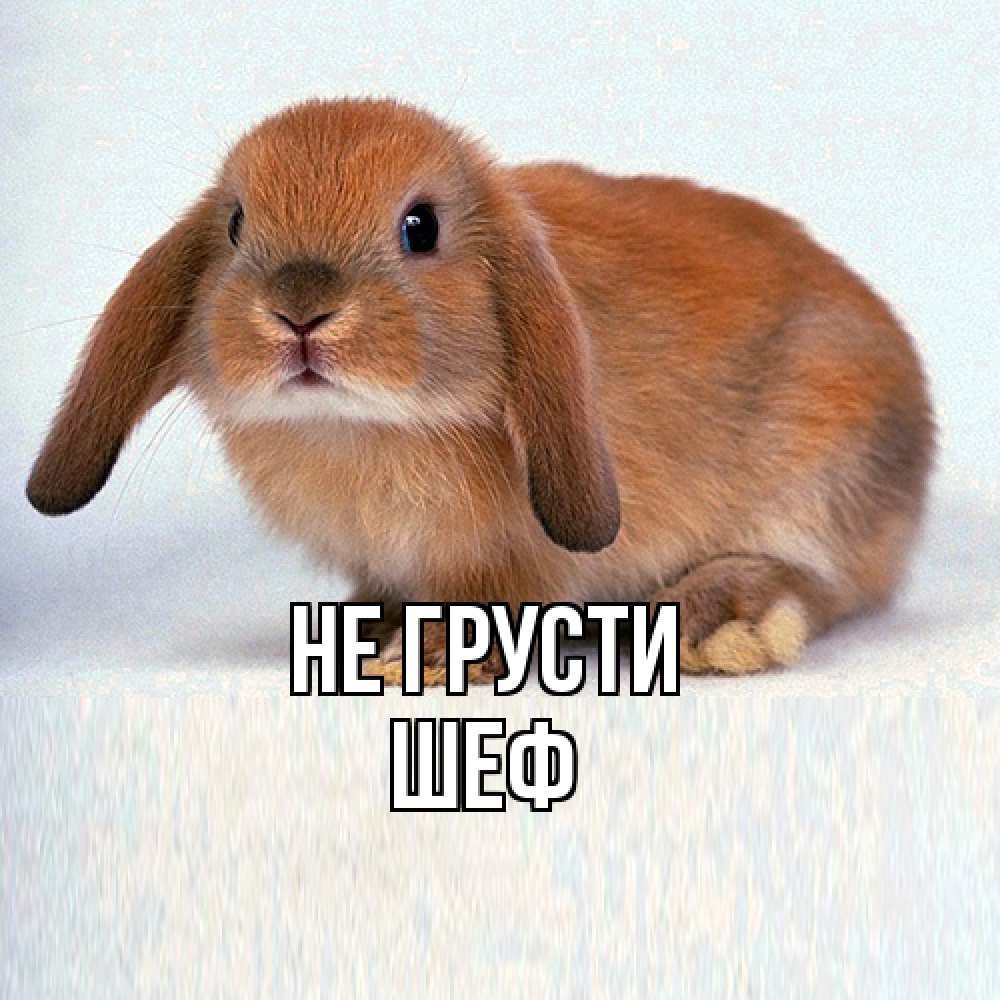 Открытка на каждый день с именем, Шеф Не грусти вислоухий рыжий кролик Прикольная открытка с пожеланием онлайн скачать бесплатно 