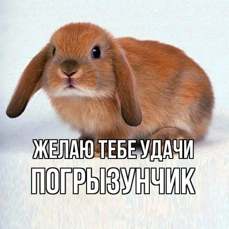 Открытка с именем, Погрызунчик, Желаю тебе удачи