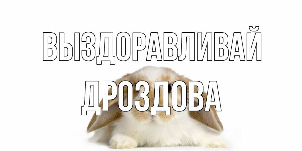 Открытка на каждый день с именем, Дроздова Выздоравливай вислоухий кролик белого и коричневого цвета Прикольная открытка с пожеланием онлайн скачать бесплатно 