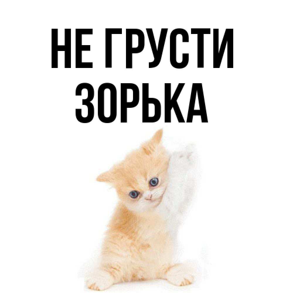 Открытка на каждый день с именем, Зоpька Не грусти просящий кот Прикольная открытка с пожеланием онлайн скачать бесплатно 