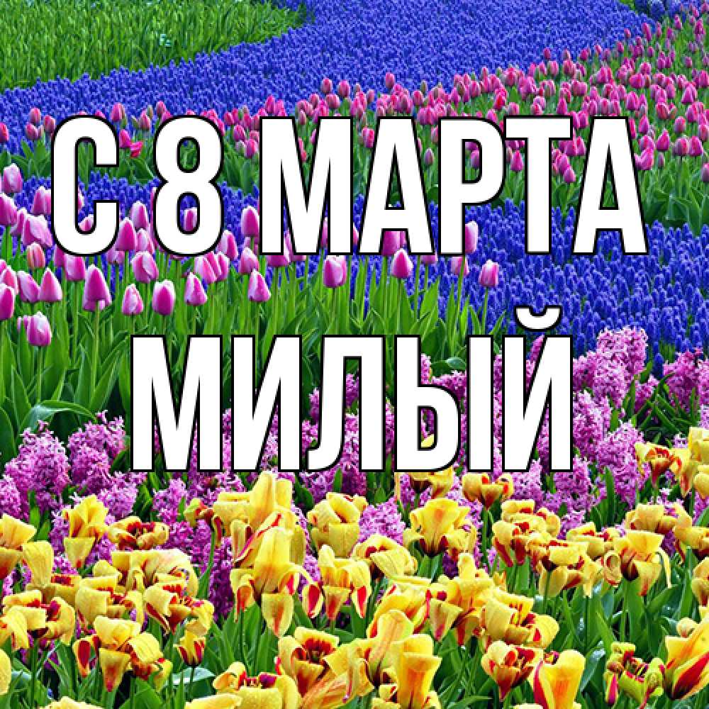 Открытка на каждый день с именем, Милый C 8 МАРТА цветы Прикольная открытка с пожеланием онлайн скачать бесплатно 