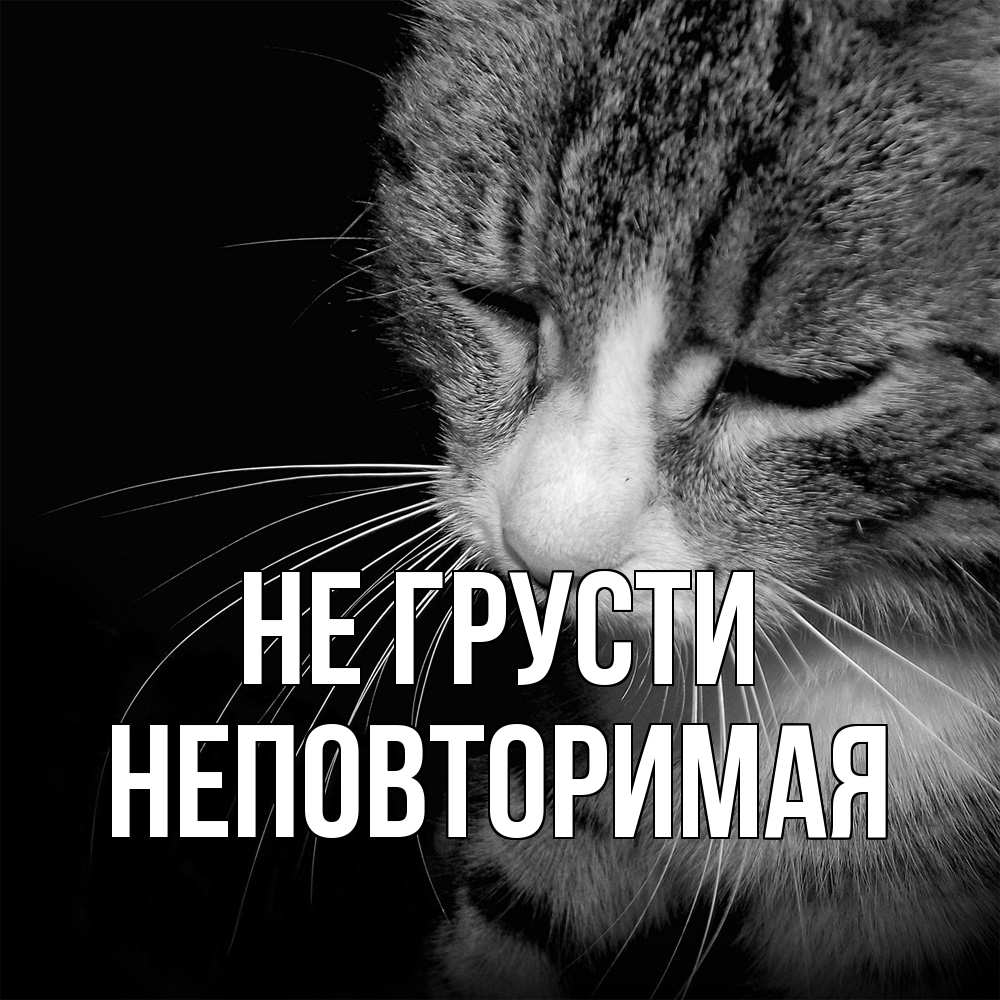 Открытка на каждый день с именем, Неповторимая Не грусти грустный котик Прикольная открытка с пожеланием онлайн скачать бесплатно 