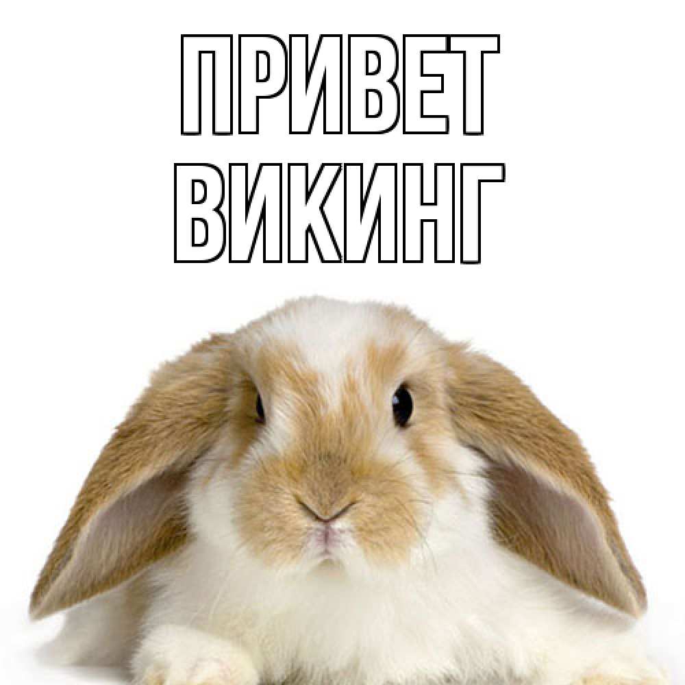 Открытка на каждый день с именем, Викинг Привет с животными Прикольная открытка с пожеланием онлайн скачать бесплатно 