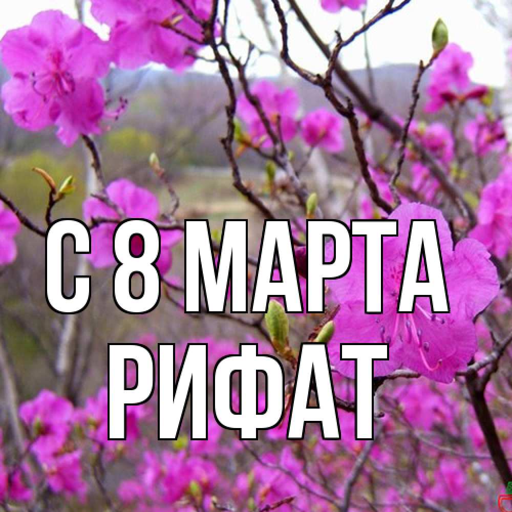 Открытка на каждый день с именем, Рифат C 8 МАРТА международный женский день Прикольная открытка с пожеланием онлайн скачать бесплатно 