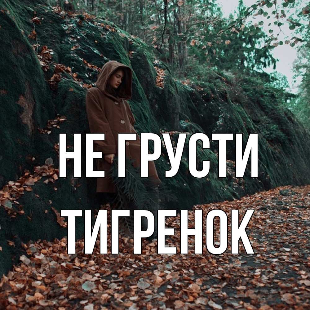 Открытка на каждый день с именем, Тигpенок Не грусти осенний лес Прикольная открытка с пожеланием онлайн скачать бесплатно 