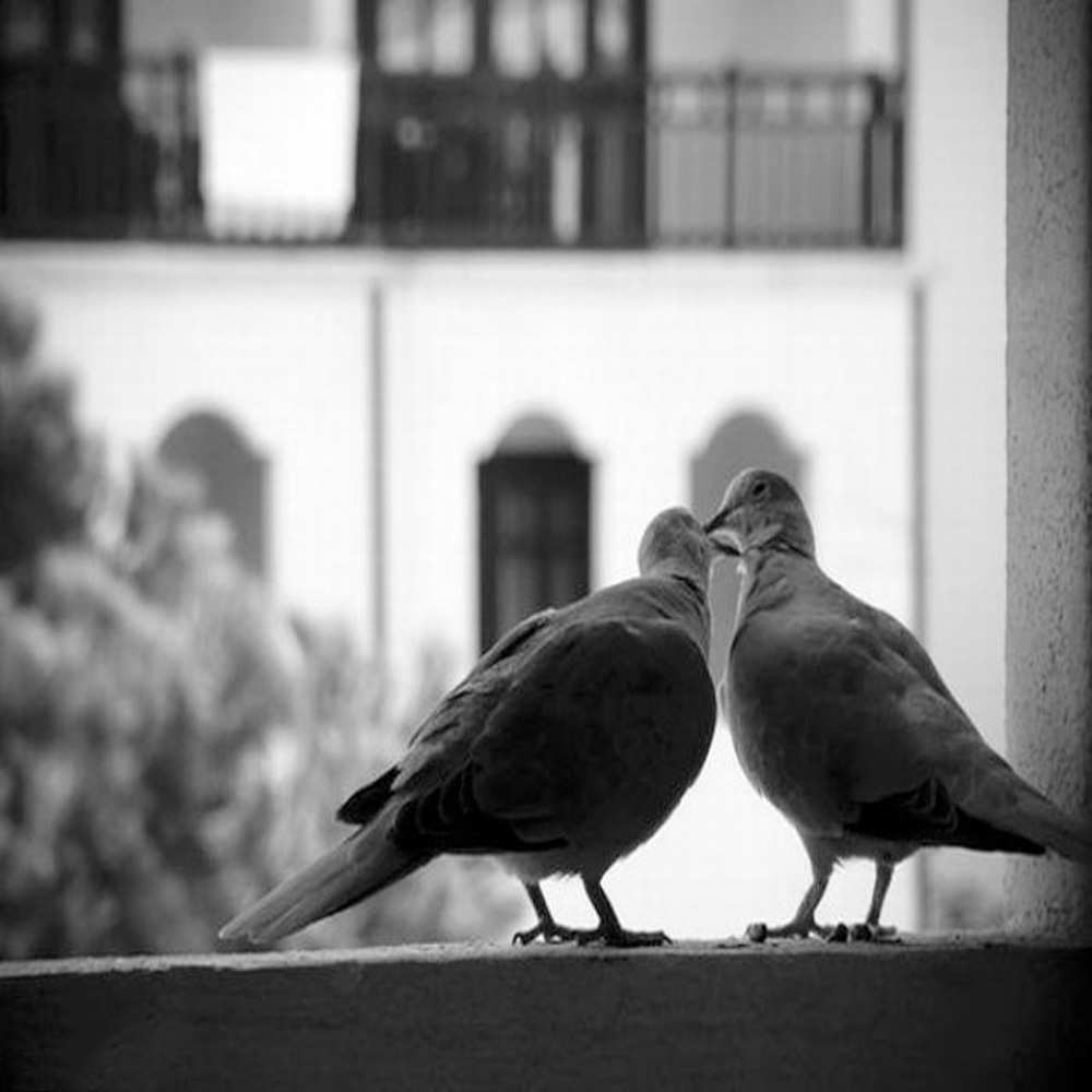 Открытка на каждый день с именем, Поэтическая Хочу обнять тебя птицы на подоконнике Прикольная открытка с пожеланием онлайн скачать бесплатно 