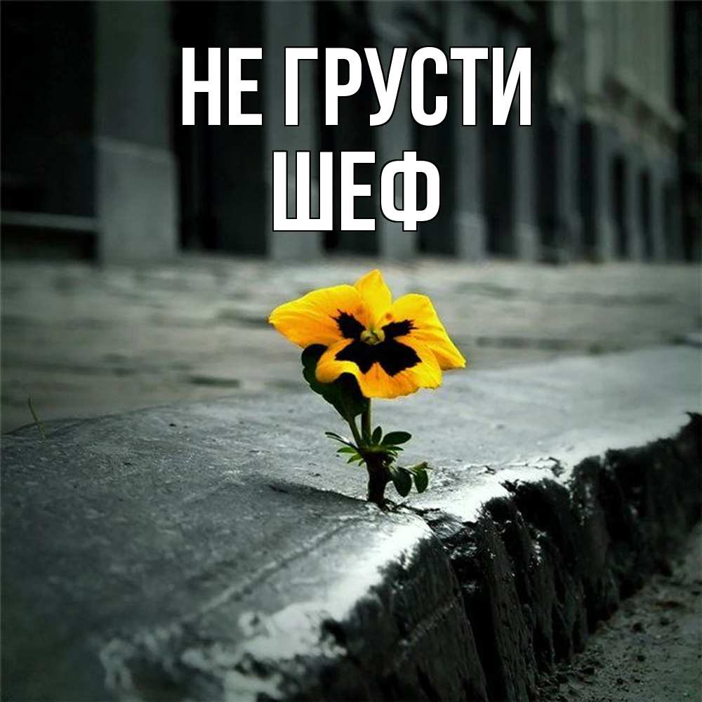 Открытка на каждый день с именем, Шеф Не грусти не сдавайся Прикольная открытка с пожеланием онлайн скачать бесплатно 