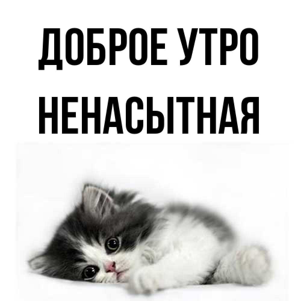Открытка на каждый день с именем, Ненасытная Доброе утро кот лапки Прикольная открытка с пожеланием онлайн скачать бесплатно 