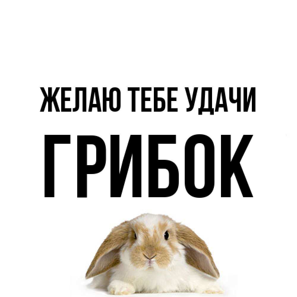 Открытка на каждый день с именем, Грибок Желаю тебе удачи открытки с произвольным текстом который можно вставить в открытку и создать ее самостоятельно бесплатно онлайн Прикольная открытка с пожеланием онлайн скачать бесплатно 