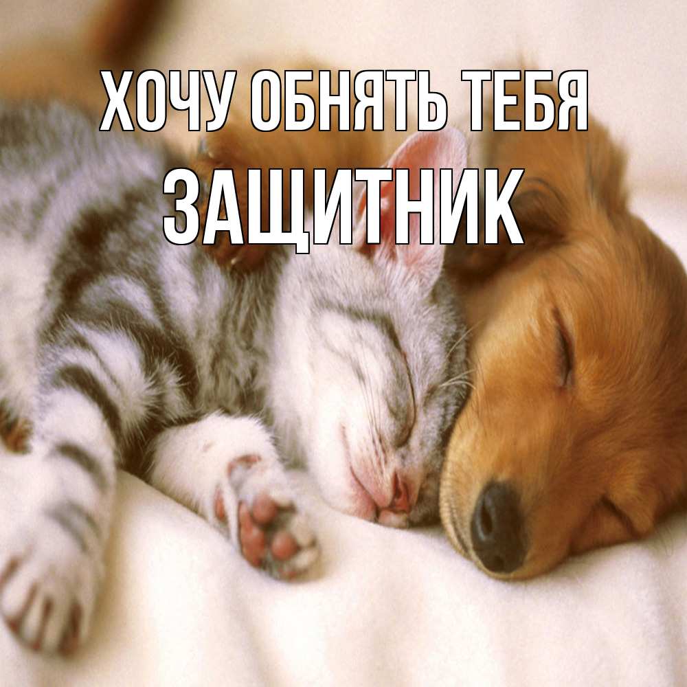 Открытка на каждый день с именем, Защитник Хочу обнять тебя пес и котенок Прикольная открытка с пожеланием онлайн скачать бесплатно 