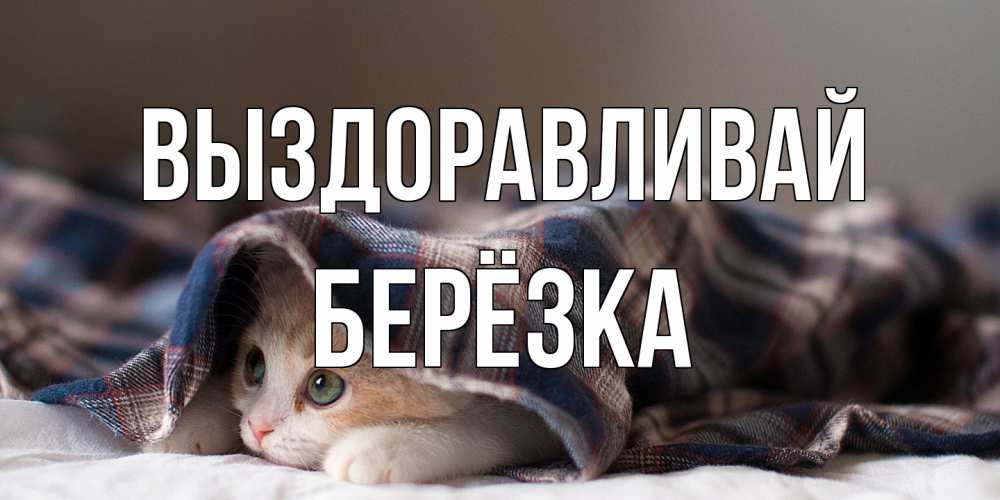 Открытка на каждый день с именем, Берёзка Выздоравливай не болейте с котиком Прикольная открытка с пожеланием онлайн скачать бесплатно 