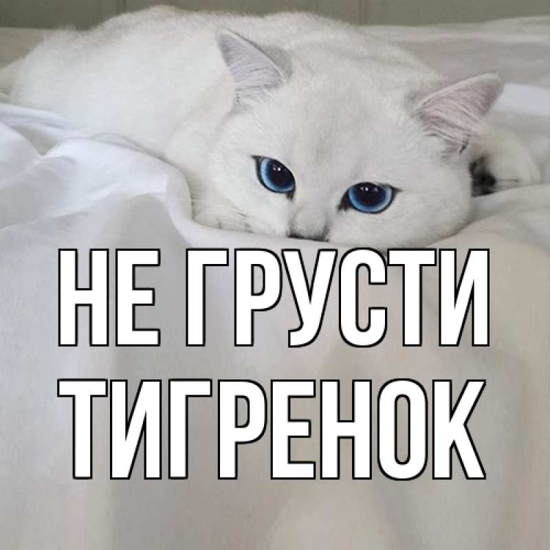 Картинка Не грусти, Тигpенок