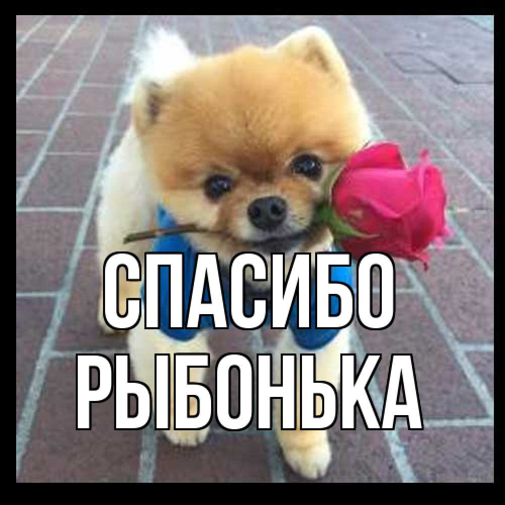 Открытка на каждый день с именем, Рыбонька Спасибо спасибо и дарю тебе цветок Прикольная открытка с пожеланием онлайн скачать бесплатно 