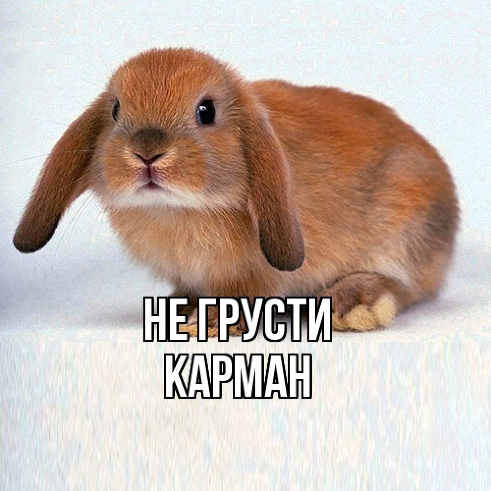 Открытка на каждый день с именем, Карман Не грусти вислоухий рыжий кролик Прикольная открытка с пожеланием онлайн скачать бесплатно 