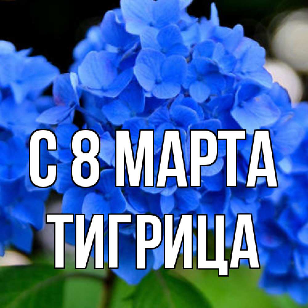 Открытка на каждый день с именем, Тигрица C 8 МАРТА синие цветы Прикольная открытка с пожеланием онлайн скачать бесплатно 