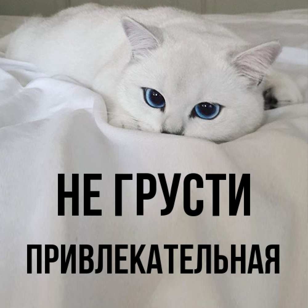 Открытка на каждый день с именем, привлекательная Не грусти Голубоглазая кошка Прикольная открытка с пожеланием онлайн скачать бесплатно 