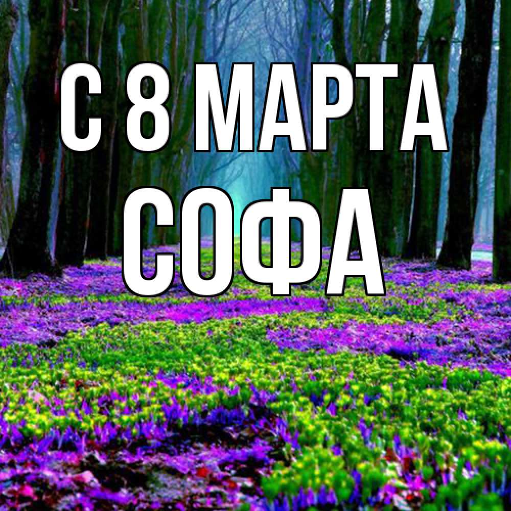 Открытка на каждый день с именем, Софа C 8 МАРТА фиолетовые цветы в лесу 1 Прикольная открытка с пожеланием онлайн скачать бесплатно 