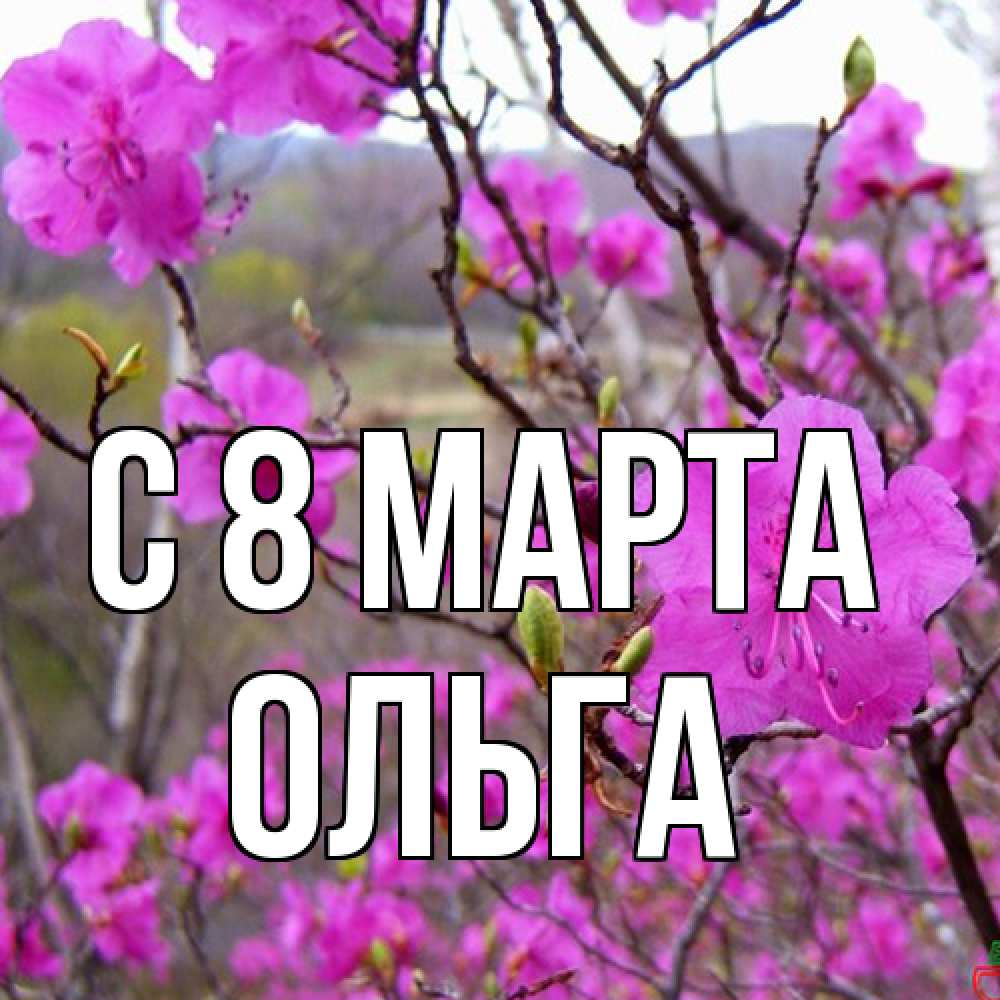 Открытка на каждый день с именем, Ольга C 8 МАРТА международный женский день Прикольная открытка с пожеланием онлайн скачать бесплатно 