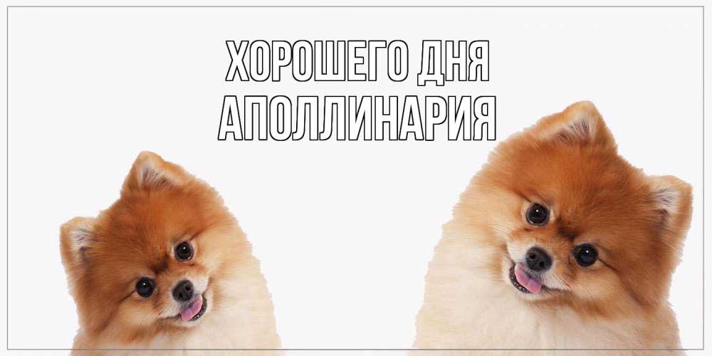 Открытка на каждый день с именем, Аполлинария Хорошего дня собачки желают прекрасного дня Прикольная открытка с пожеланием онлайн скачать бесплатно 