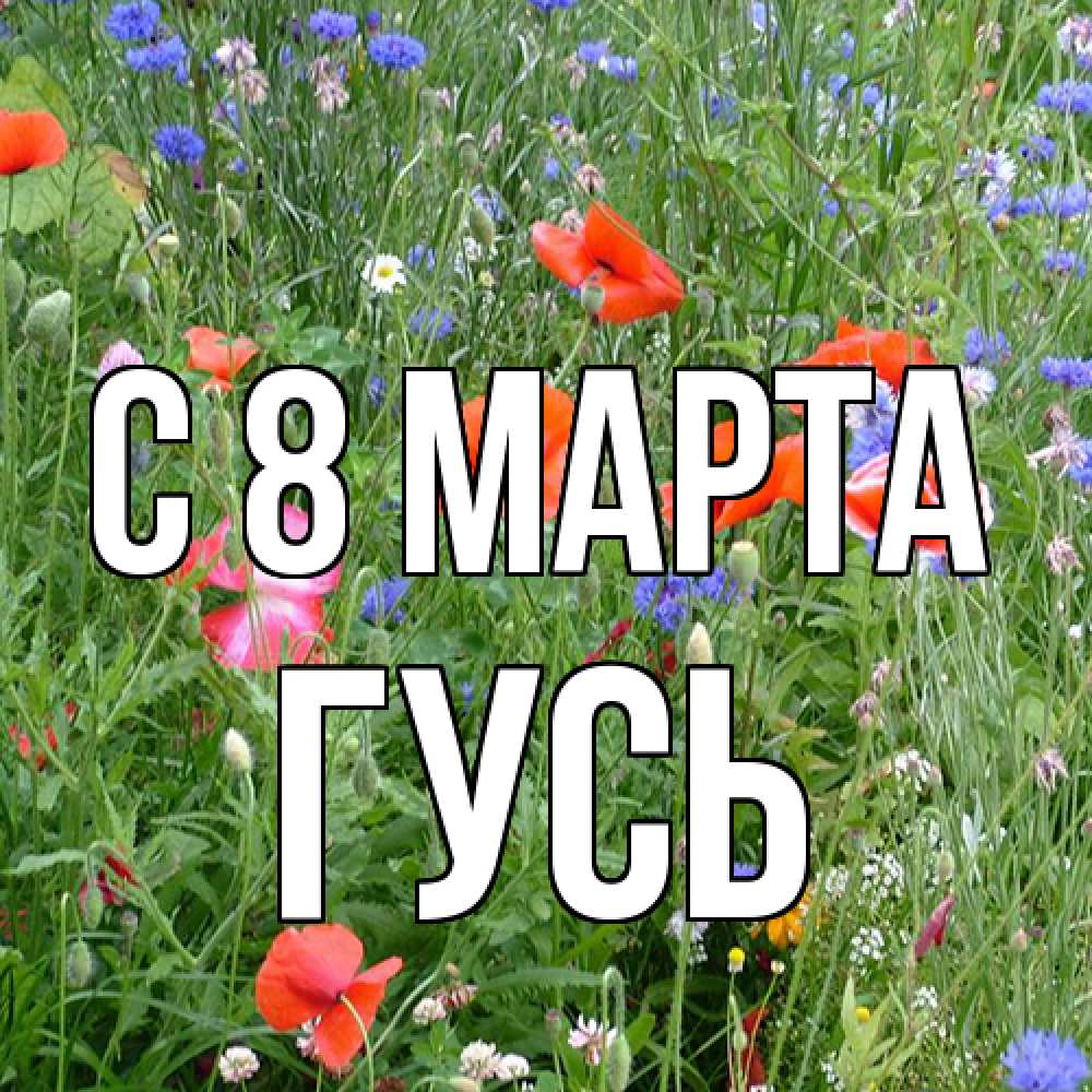 Открытка на каждый день с именем, Гусь C 8 МАРТА международный женский день 4 Прикольная открытка с пожеланием онлайн скачать бесплатно 