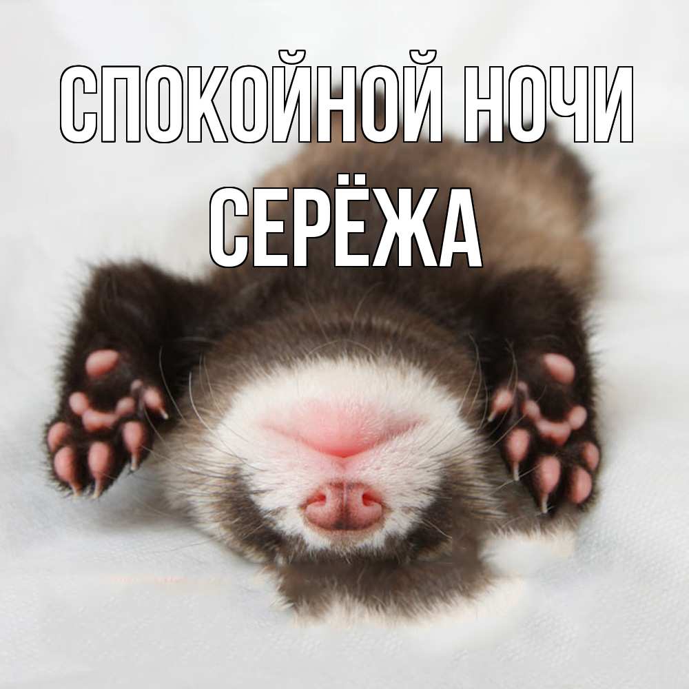 Открытка на каждый день с именем, Серёжа Спокойной ночи зверек Прикольная открытка с пожеланием онлайн скачать бесплатно 