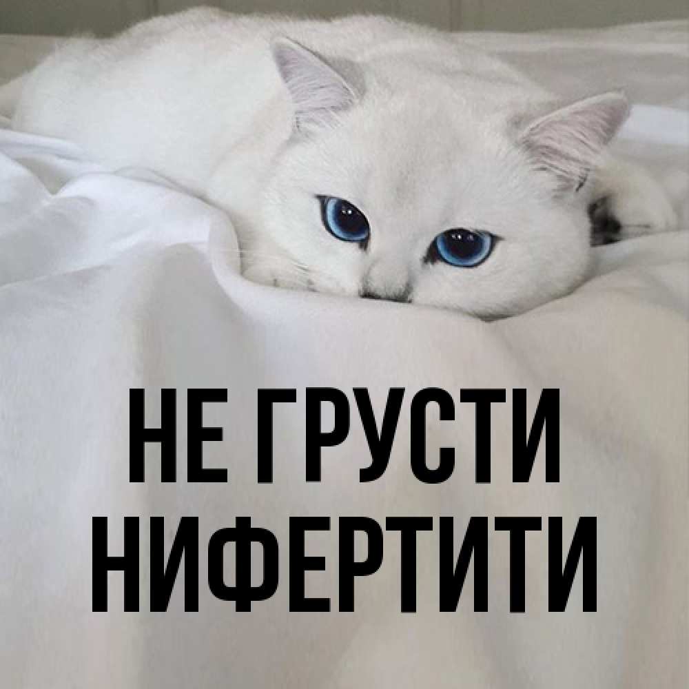 Открытка на каждый день с именем, Нифертити Не грусти Голубоглазая кошка Прикольная открытка с пожеланием онлайн скачать бесплатно 