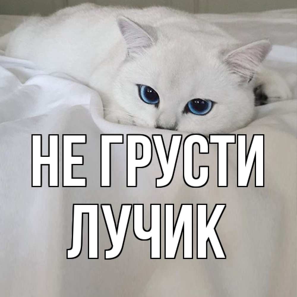 Открытка на каждый день с именем, Лучик Не грусти белый кот с голубыми глазами на белоснежной кровати Прикольная открытка с пожеланием онлайн скачать бесплатно 