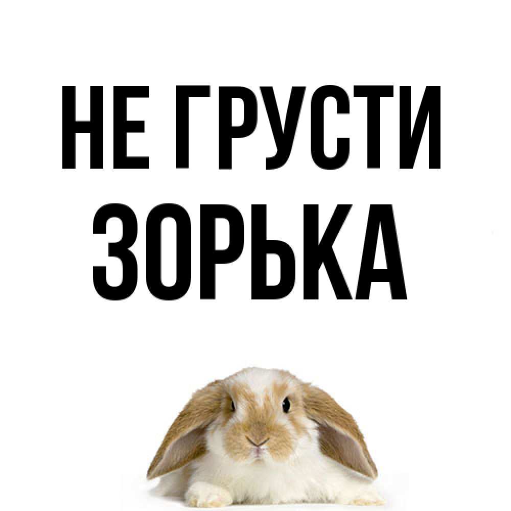 Открытка на каждый день с именем, Зоpька Не грусти коричнево белый заяц с большими ушками Прикольная открытка с пожеланием онлайн скачать бесплатно 