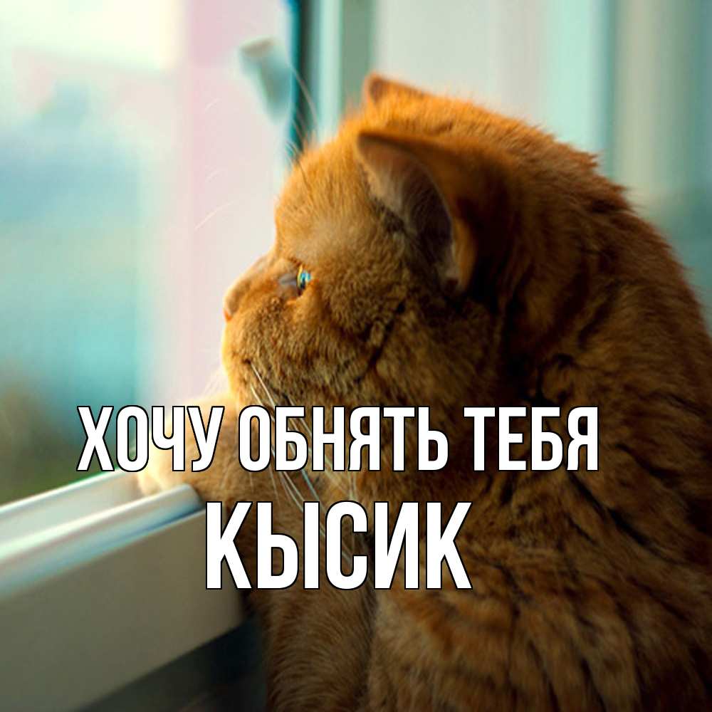 Открытка на каждый день с именем, Кысик Хочу обнять тебя большой огромный рыжий котяра Прикольная открытка с пожеланием онлайн скачать бесплатно 