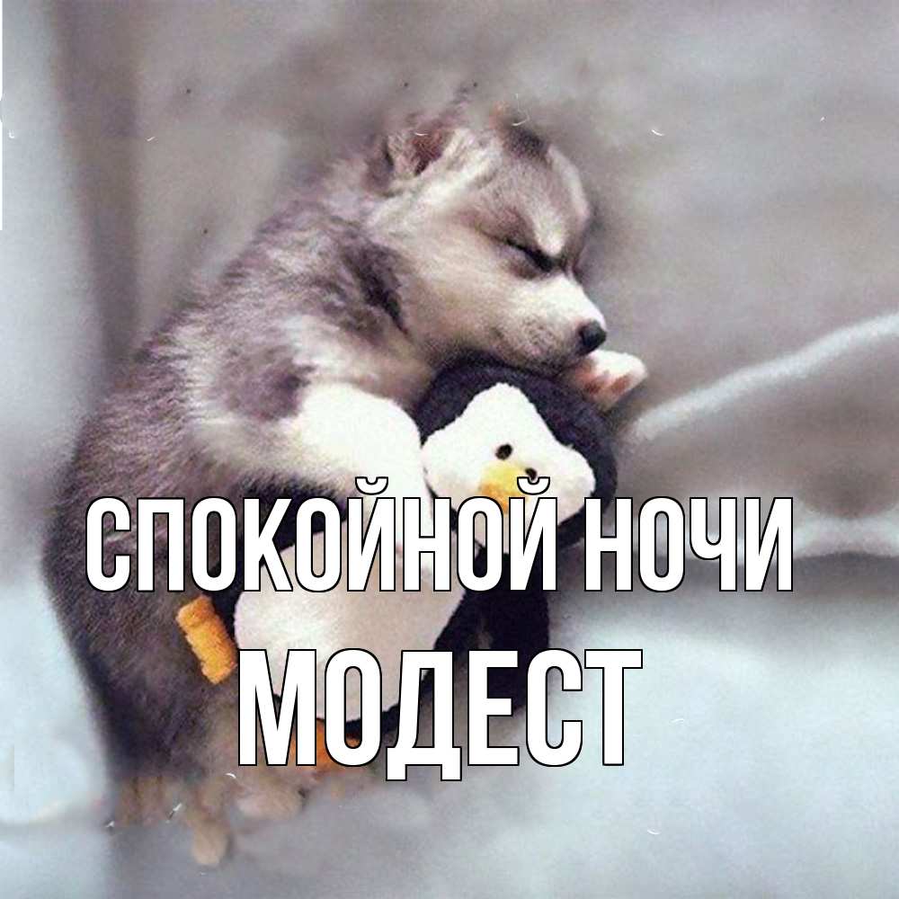 Открытка на каждый день с именем, Модест Спокойной ночи обнимашки щенка и пингвина Прикольная открытка с пожеланием онлайн скачать бесплатно 