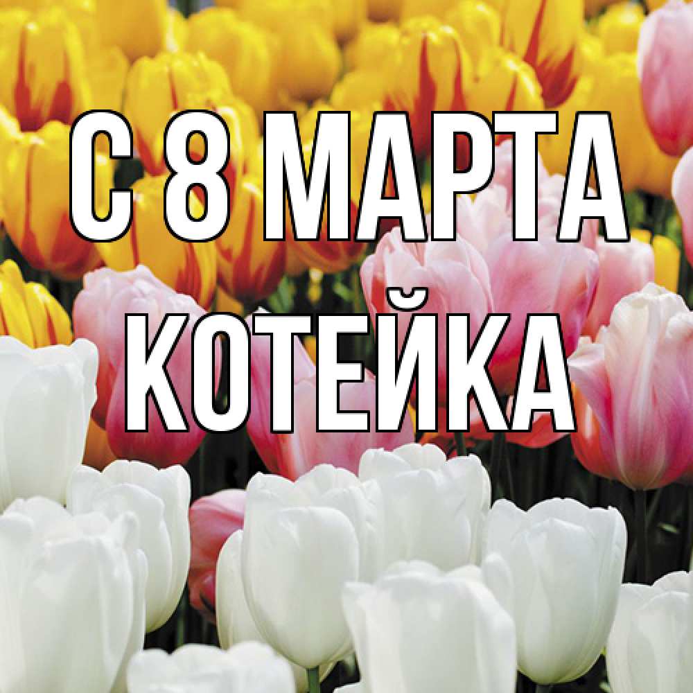 Открытка на каждый день с именем, Котейка C 8 МАРТА разноцветные цветы Прикольная открытка с пожеланием онлайн скачать бесплатно 