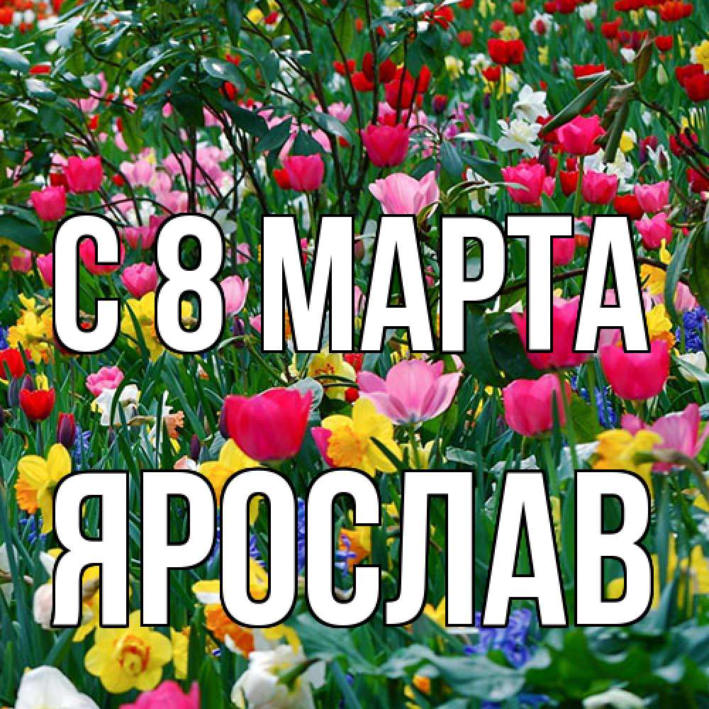 Открытка на каждый день с именем, Ярослав C 8 МАРТА с международным женским днем поздравления для женщины Прикольная открытка с пожеланием онлайн скачать бесплатно 