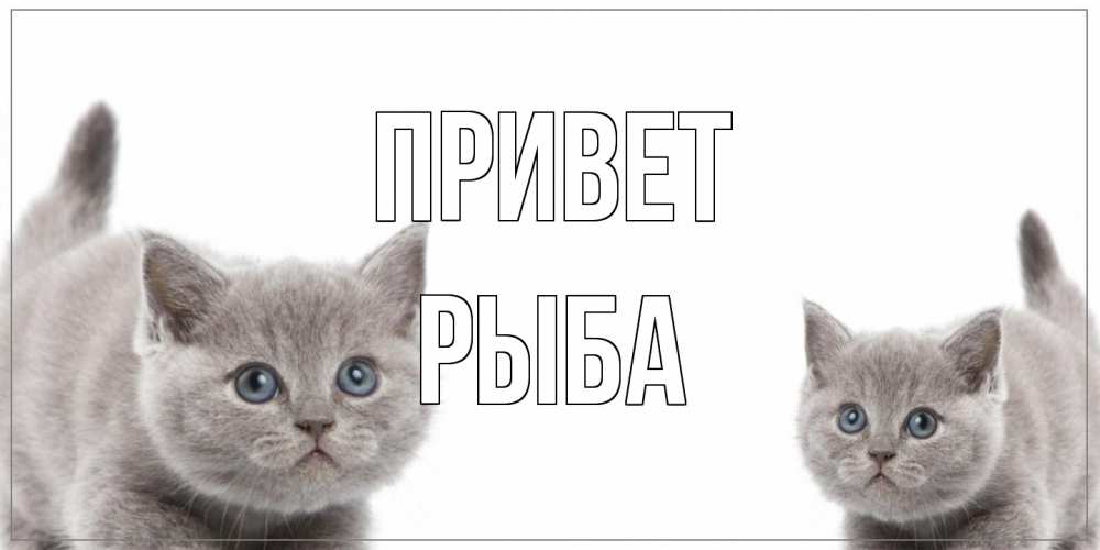 Открытка на каждый день с именем, Рыба Привет коты Прикольная открытка с пожеланием онлайн скачать бесплатно 