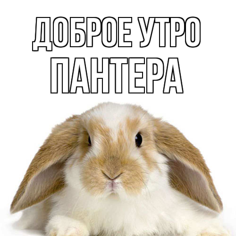 Открытка на каждый день с именем, Пантера Доброе утро прикольные открытки на каждый день Прикольная открытка с пожеланием онлайн скачать бесплатно 