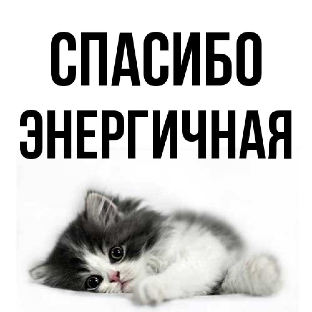 Открытка на каждый день с именем, Энергичная Спасибо черный и белый кот Прикольная открытка с пожеланием онлайн скачать бесплатно 