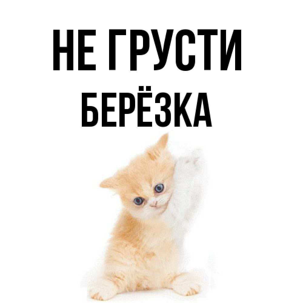 Открытка на каждый день с именем, Берёзка Не грусти просящий кот Прикольная открытка с пожеланием онлайн скачать бесплатно 