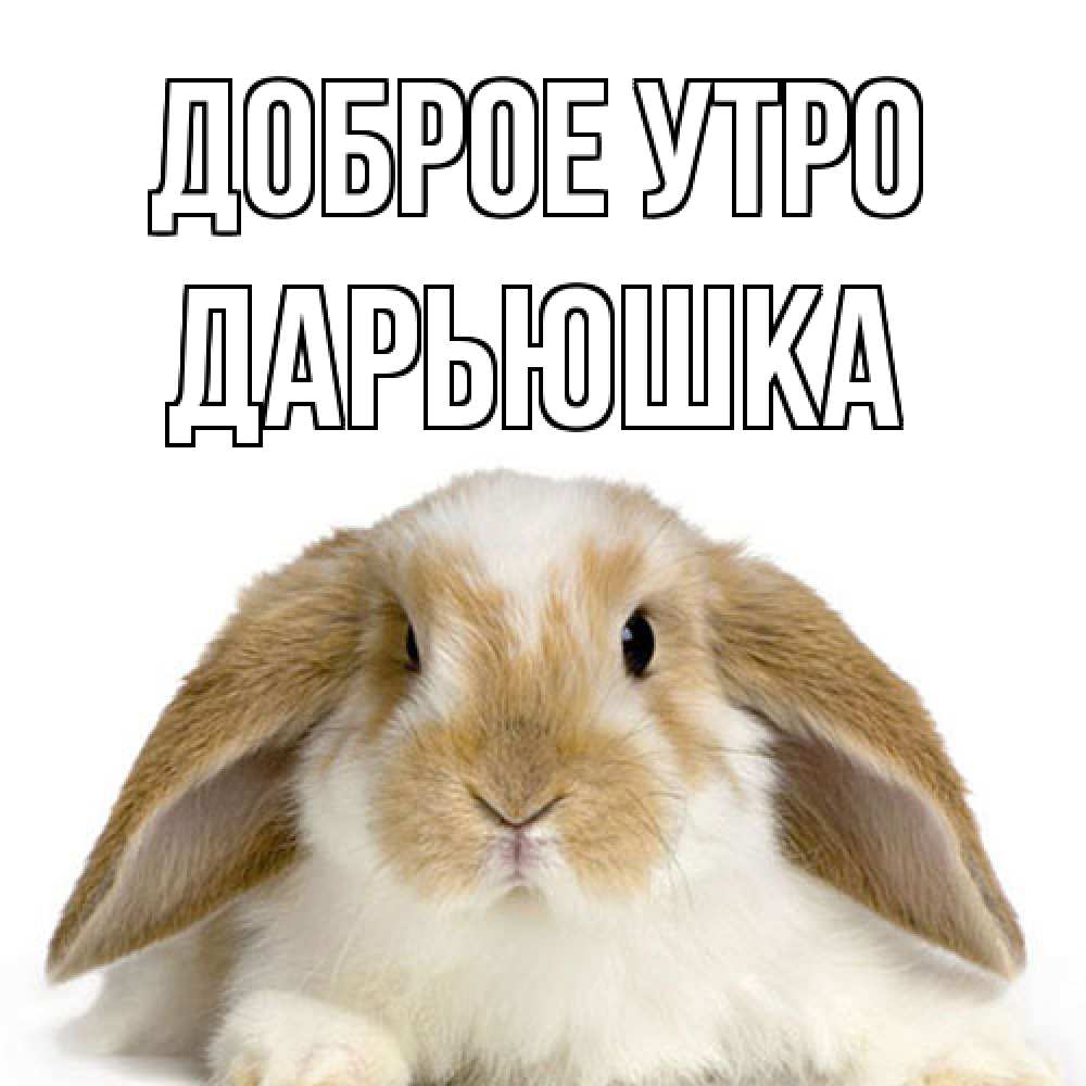 Открытка на каждый день с именем, Дарьюшка Доброе утро прикольные открытки на каждый день Прикольная открытка с пожеланием онлайн скачать бесплатно 