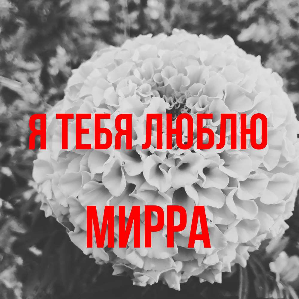 Открытка на каждый день с именем, Мирра Я тебя люблю подпись Прикольная открытка с пожеланием онлайн скачать бесплатно 