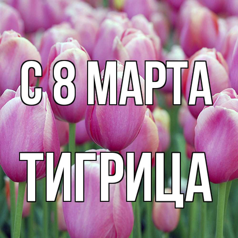 Открытка на каждый день с именем, Тигрица C 8 МАРТА на международный женский день 3 Прикольная открытка с пожеланием онлайн скачать бесплатно 