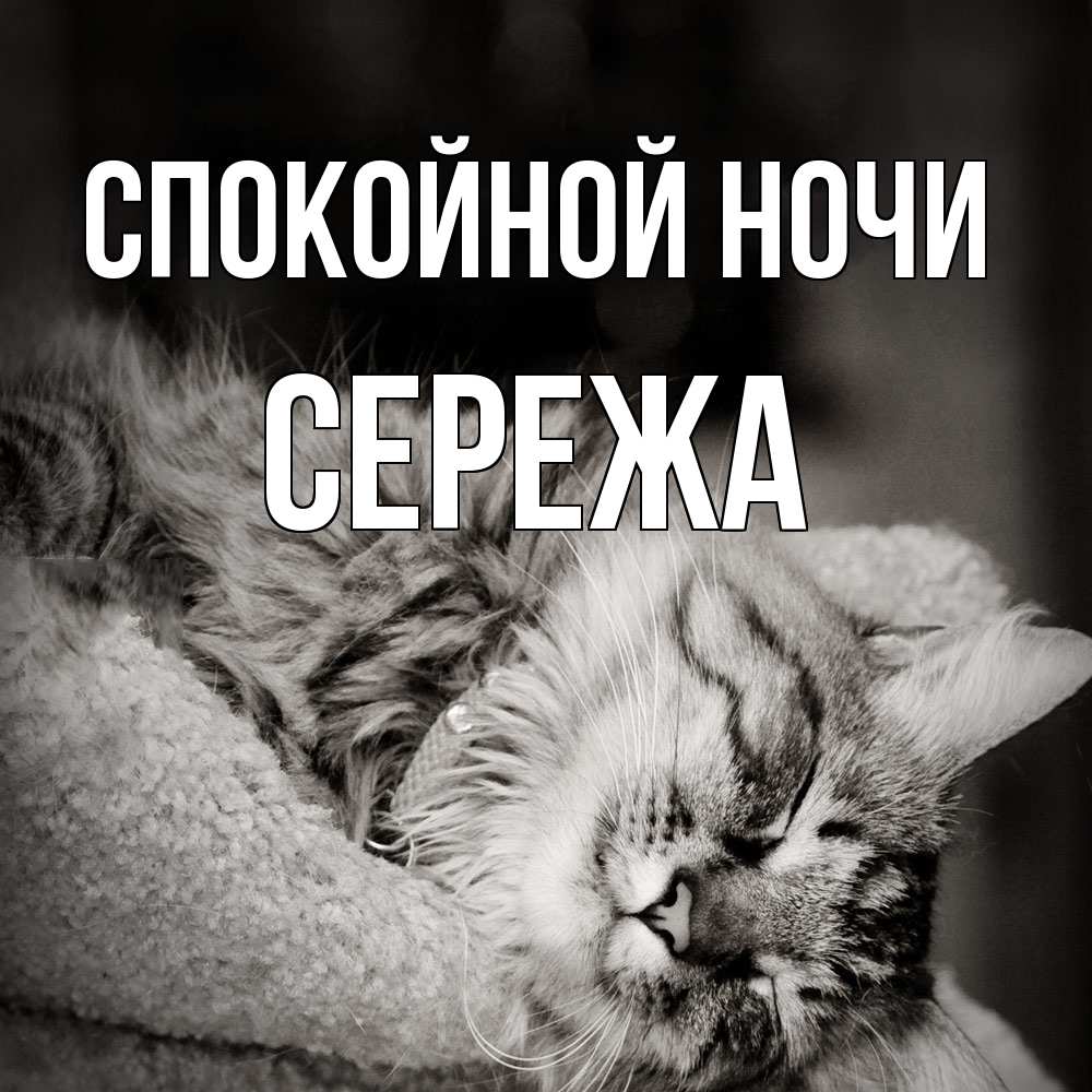 Открытка на каждый день с именем, Сережа Спокойной ночи котярик пушистый Прикольная открытка с пожеланием онлайн скачать бесплатно 