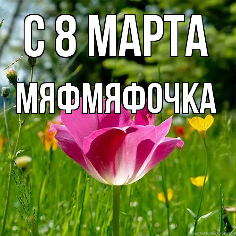Открытка на каждый день с именем, мяфмяфочка C 8 МАРТА полевые цветы Прикольная открытка с пожеланием онлайн скачать бесплатно 