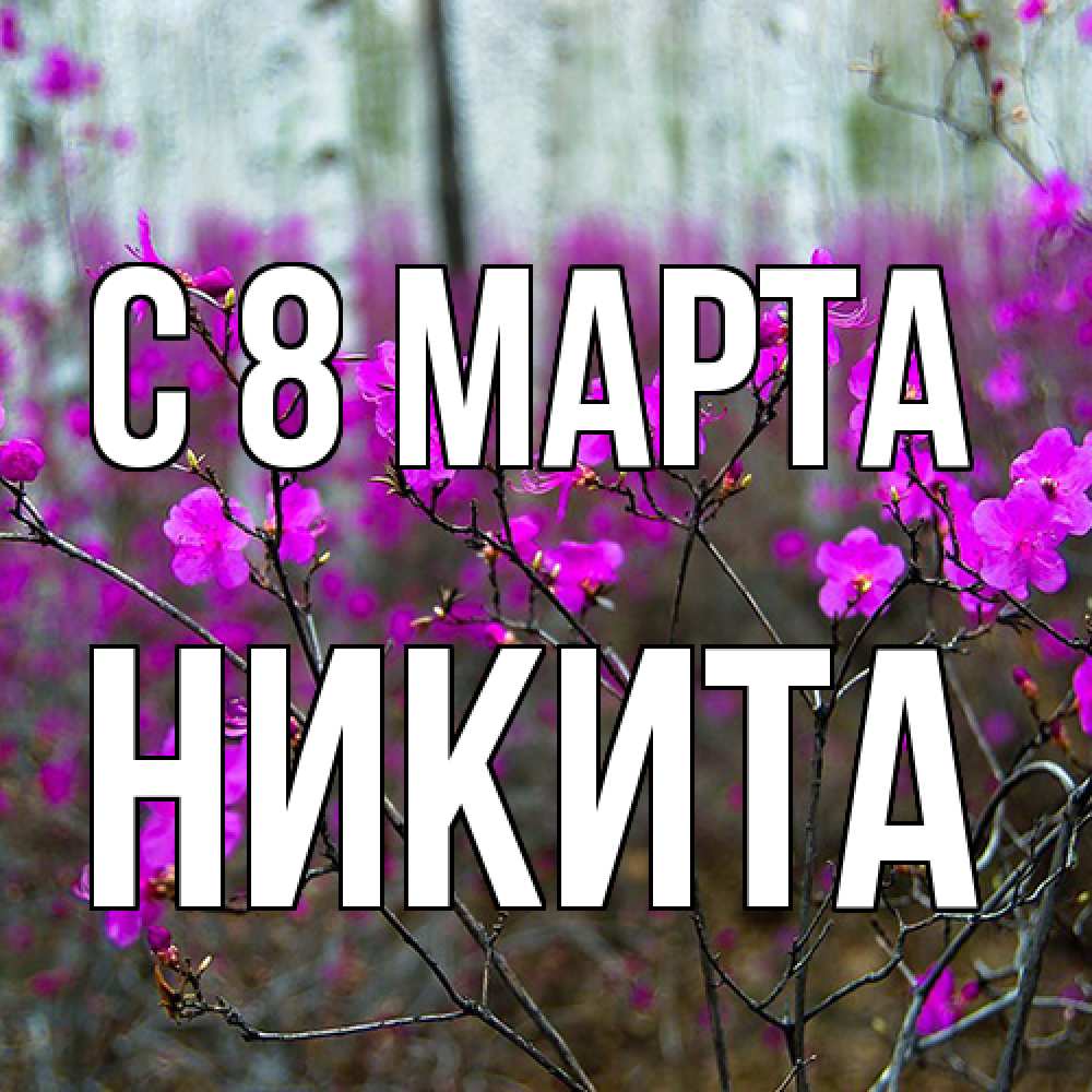 Открытка на каждый день с именем, Никита C 8 МАРТА дикие цветы Прикольная открытка с пожеланием онлайн скачать бесплатно 