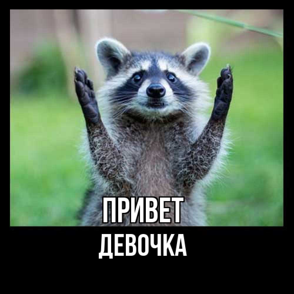 Открытка на каждый день с именем, девочка Привет животные Прикольная открытка с пожеланием онлайн скачать бесплатно 