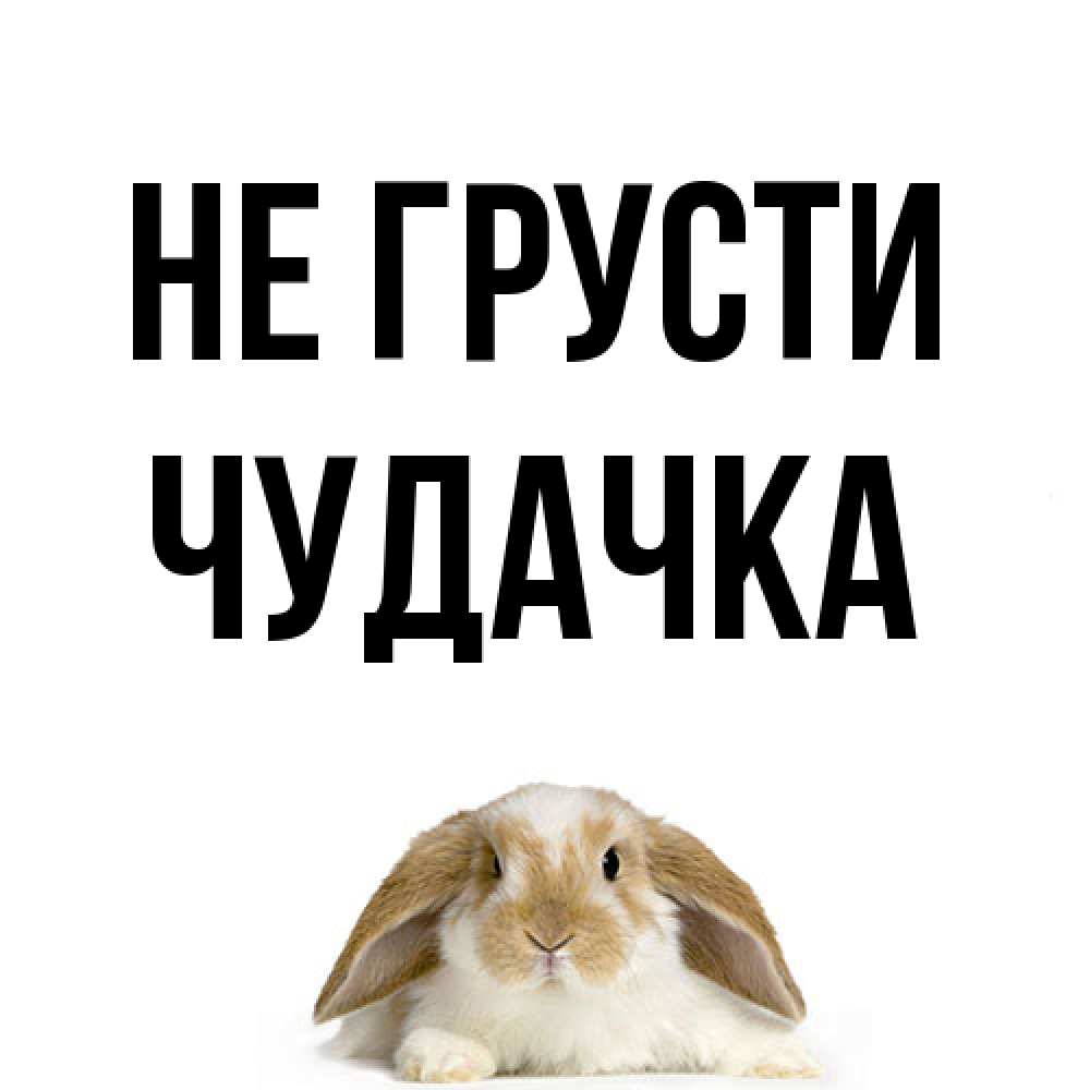 Открытка на каждый день с именем, Чудачка Не грусти коричнево белый заяц с большими ушками Прикольная открытка с пожеланием онлайн скачать бесплатно 